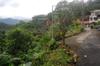 next photo: Where a very large tree used to be at the community garden