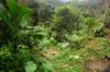 The tree fell down and slid over the stairs toward the ravine below.