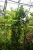 next photo: The young fruit trees doing fine. We let the paper and other mulberry trees grow up a bit around the fruit trees before we cut them back.