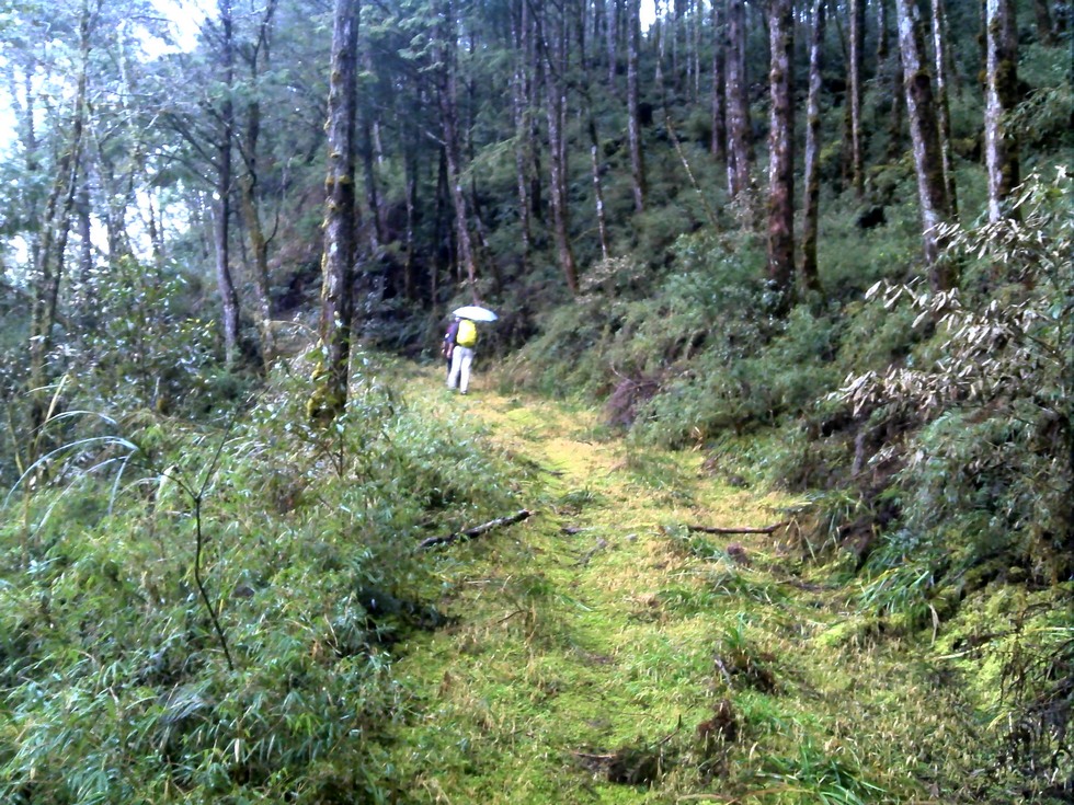 Siji Forest Road 四季林道 DSC00068