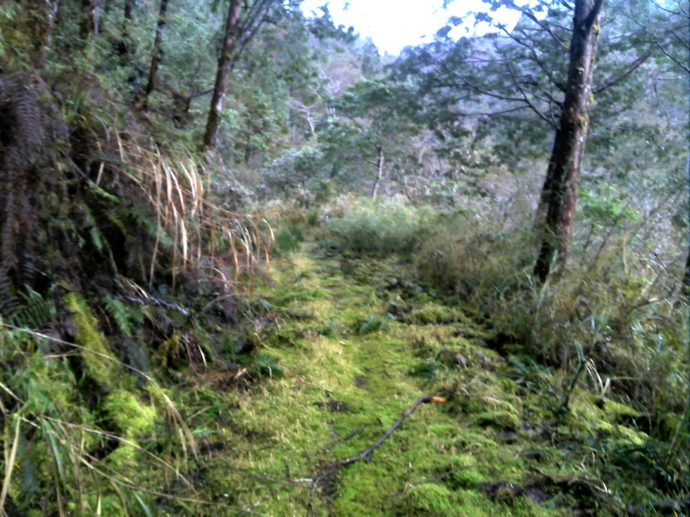 Siji Forest Road 四季林道 DSC00069