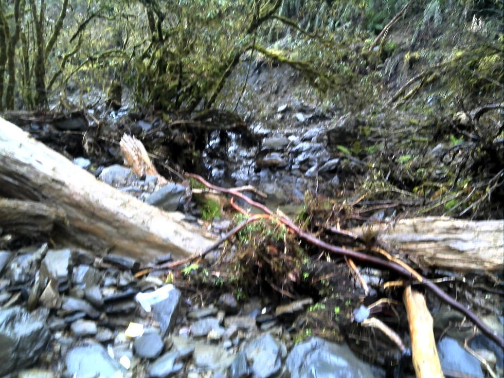 Siji Forest Road 四季林道 DSC00081