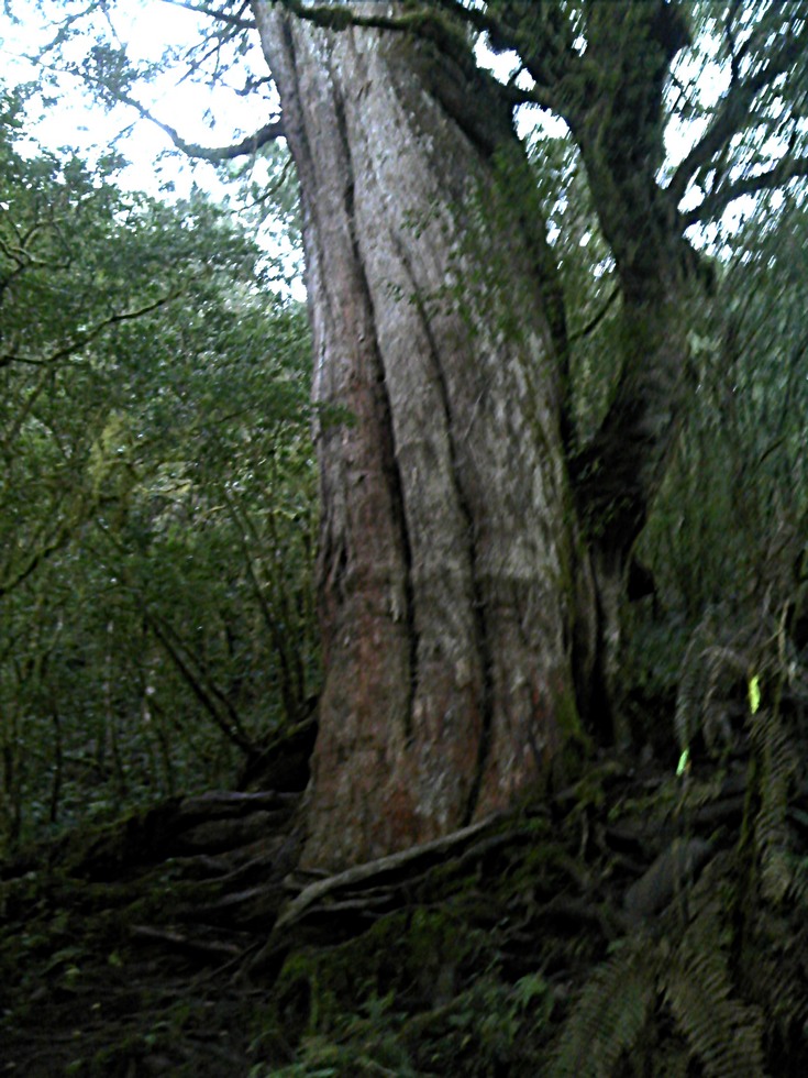 Siji Forest Road 四季林道 DSC00091