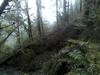 tree across the trail