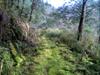 next photo: mossy trail