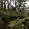 next photo: Philip and Peter trudging through the moss