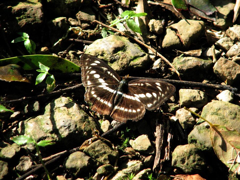 Wantan trail 灣潭古道 explore IMG_7625