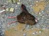 dead female Swinhoe's Pheasant 藍腹鷴 (lán fù xián) Lophura swinhoii