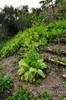 mountain gardening