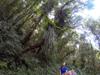 tree ferns