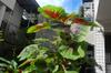 next photo: Praying mantis on amaranth leaf vegetable