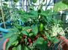 next photo: First set of decent jalapenos in the homegarden