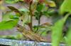 next photo: home garden lizard