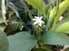 turmeric flower