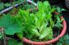 next photo: Lettuce to be harvested