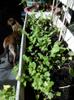 arugula, coriander between snow peas