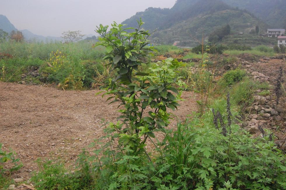 Hunan_Pdc DSC_8502
