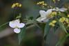 next photo: Narrow petaled hydrangea 狹瓣八仙花 (xiá bàn bāxiān huā) Hydrangea angustipetala Hayata