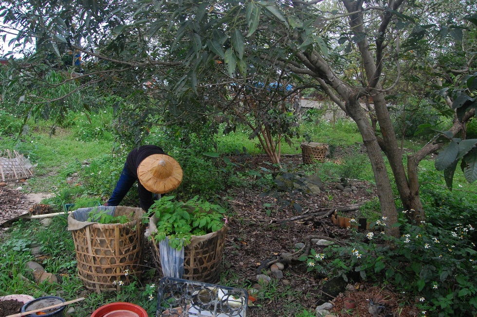Yonghe Farm 2017 early spring DSC_8403