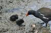 Eurasian Moorhen 紅冠水雞 (hóngguān shuǐjī) Gallinula chloropus with chicks