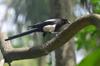 Common magpie 喜鵲 (xǐquè) Pica pica