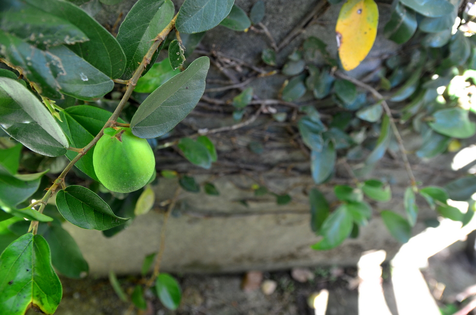 November DSC_0639