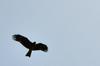 Black kite 黑鳶 (hēi yuān) Milvus migrans