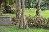 Pandanus tree roots