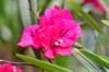 next photo: Bougainvillea 九重葛 (jiǔ chóng gé)