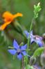 Borage, starflower 琉璃苣 (liú lí jù) Borago officinalis