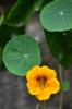 next photo: Nasturtium 金蓮花 (jīn lián huā)