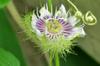 next photo: Passiflora foetida flower