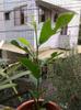 Baby jackfruit tree (one year?)