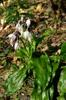 Ground orchid with pink flowers