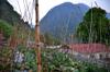 next photo: farming in Dongpu 東埔 with cabbage, tomato, bean intercropping