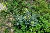 next photo: Feral cabbage in flower