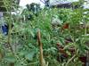 next photo: tomato plant madness