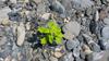 wild amaranth in the stream bed