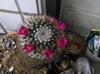 blooming barrel cactus