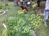 fennel flowers