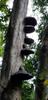 Huge bracket fungus on dead tree