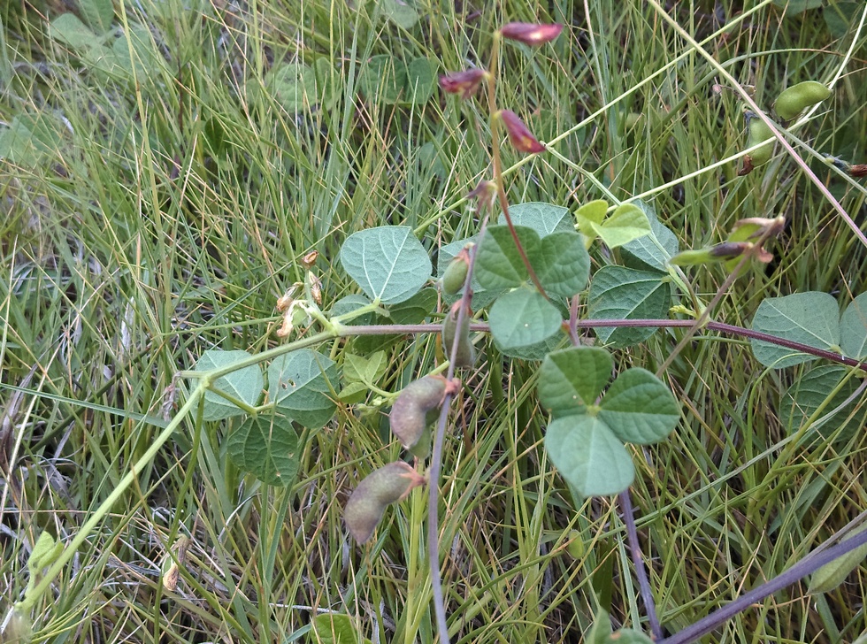 Penghu 澎湖 Xiaomen 小門 IMAG3340