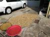 Peanuts grown and harvested locally drying on the ground