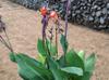 next photo: canna lily