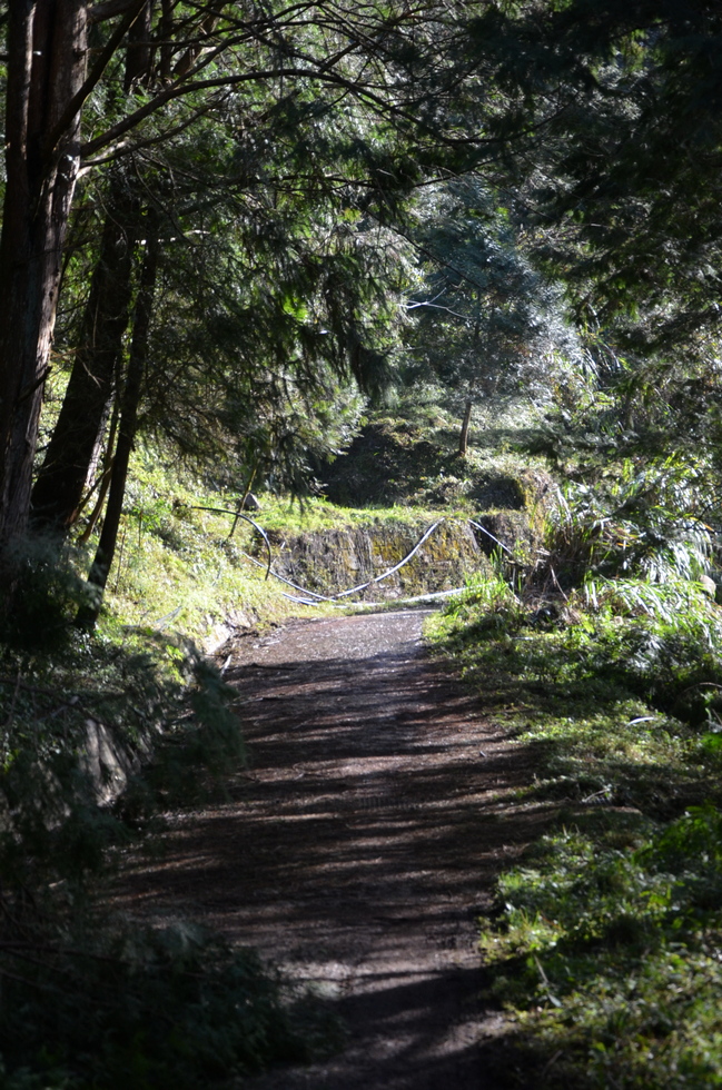 Siji Forest Road 四季林道 DSC_5291