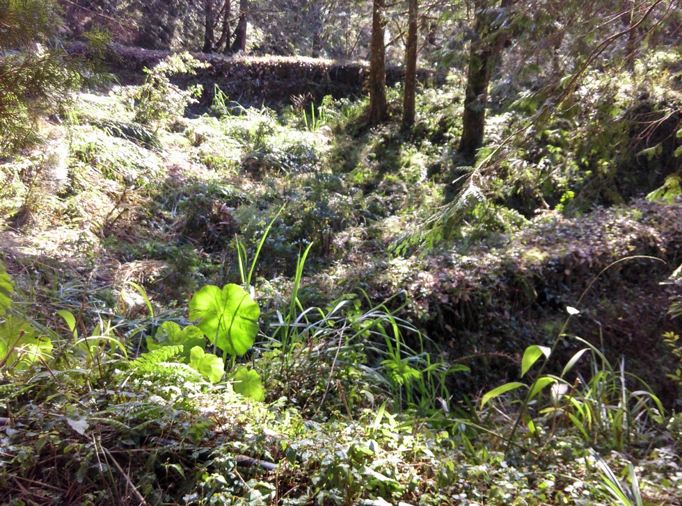 Siji Forest Road 四季林道 IMAG1668