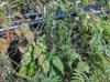 Taiwan horsetail with wild raspberry