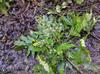 Japanese aralia, paperplant 八角金盤 (bājiǎo jīn pán) Fatsia japonica