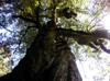 next photo: Two giants intertwined: Chamaecyparis formosensis being embraced by another large tree, species yet identified.