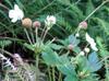 unidentified wild raspberry